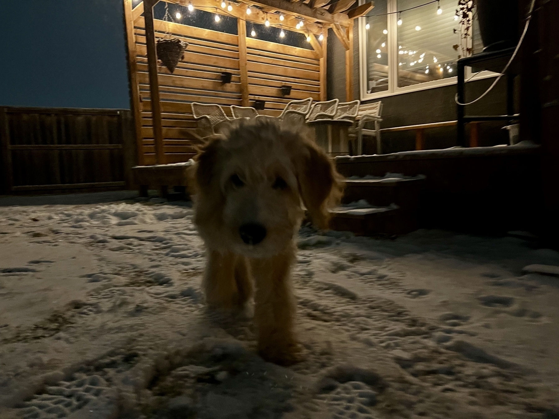 A golden doodle puppy walking in the snow. 