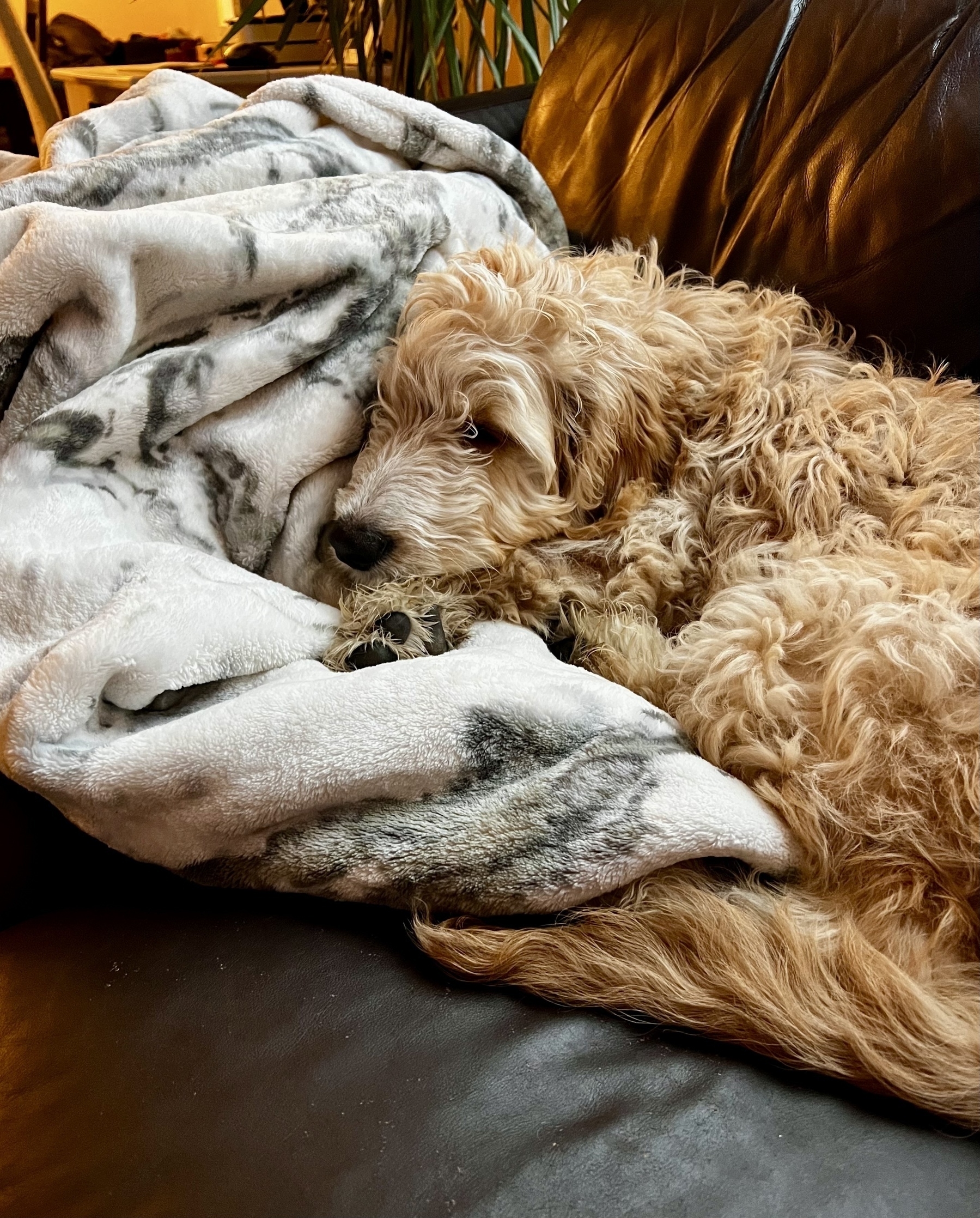 A golden doodle sleeps on a couch with a blanket. 