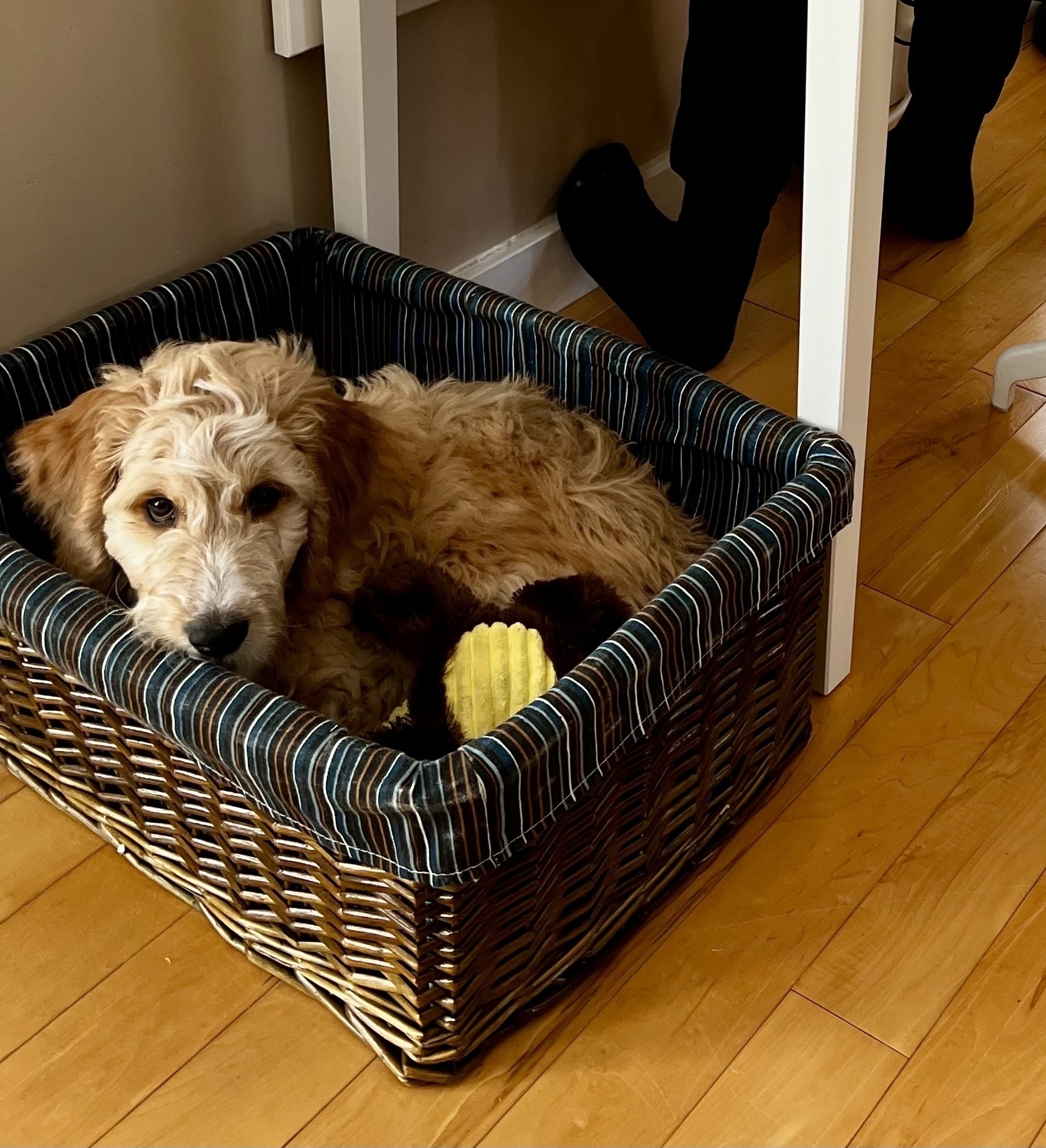 A golden doodle pup sits inside a wicker basket beside some dog toys. 