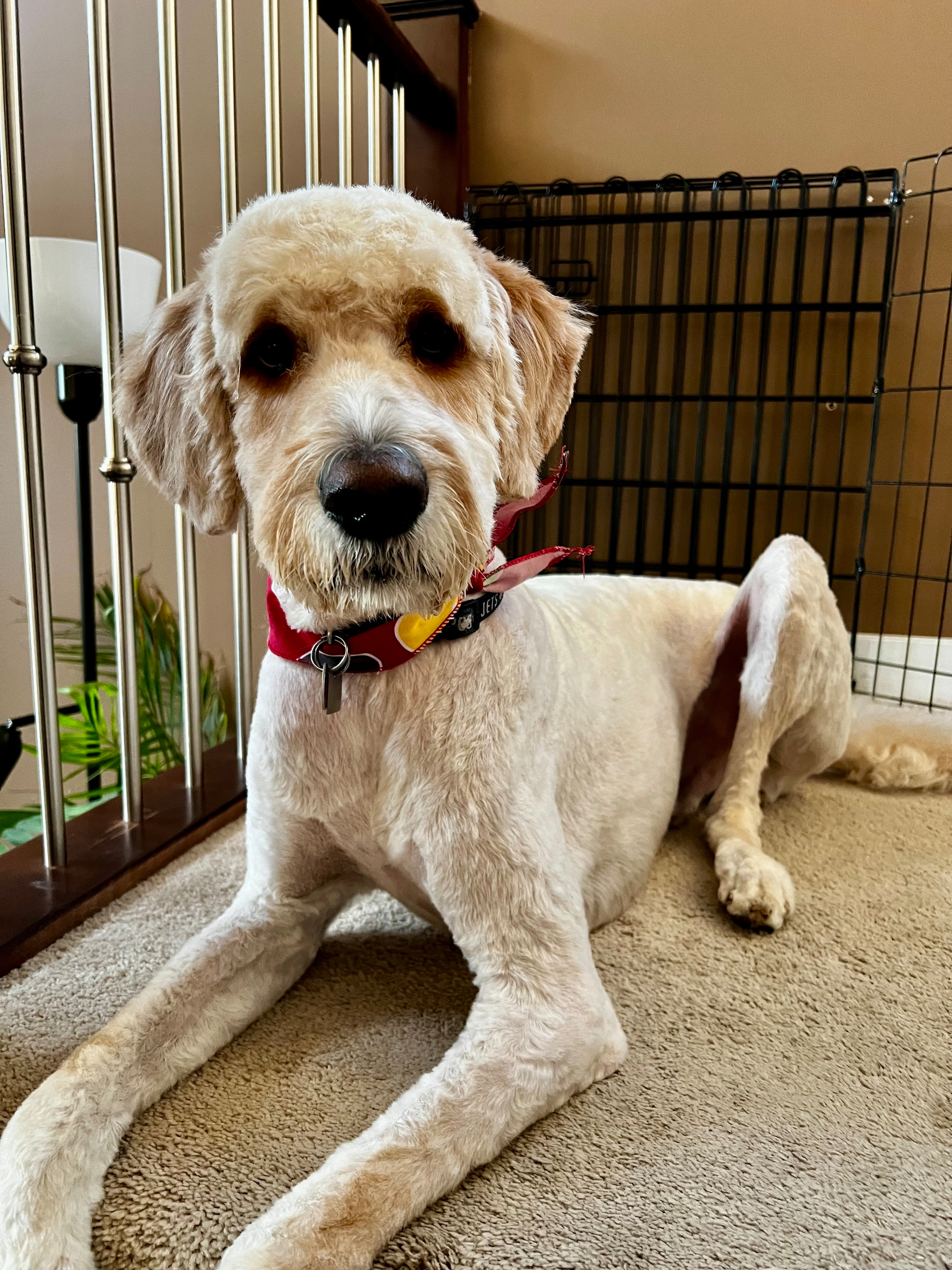A dog with a short haircut and a red collar is lying on a carpeted floor near a metal gate.