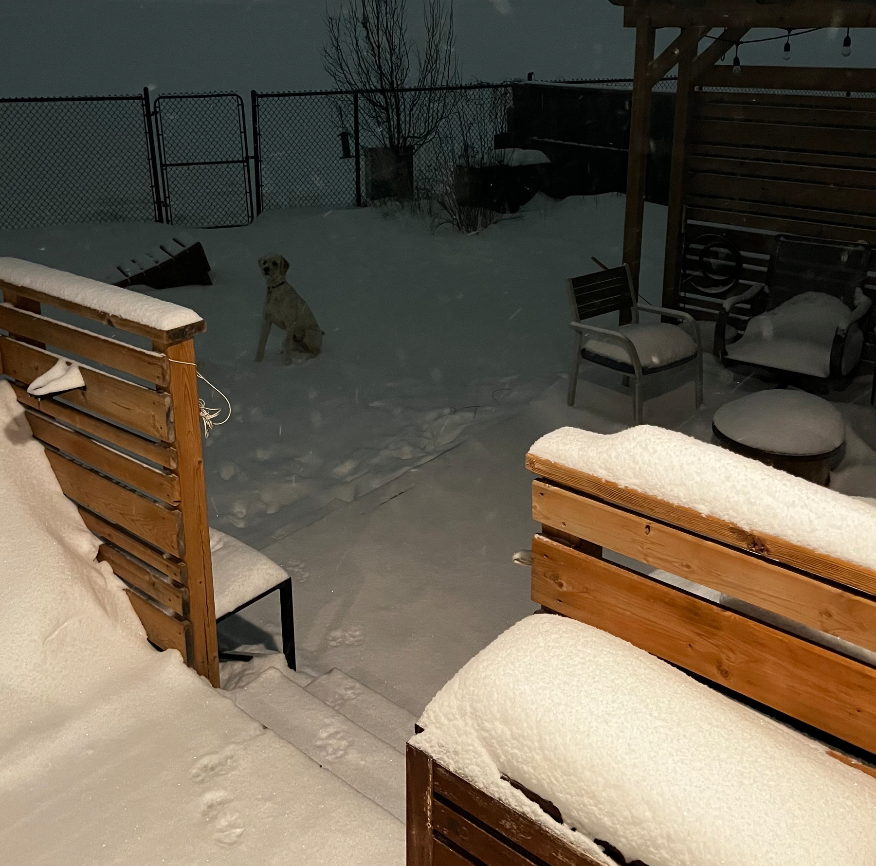A snowy backyard scene features a dog sitting near a patio area with snow-covered furniture.