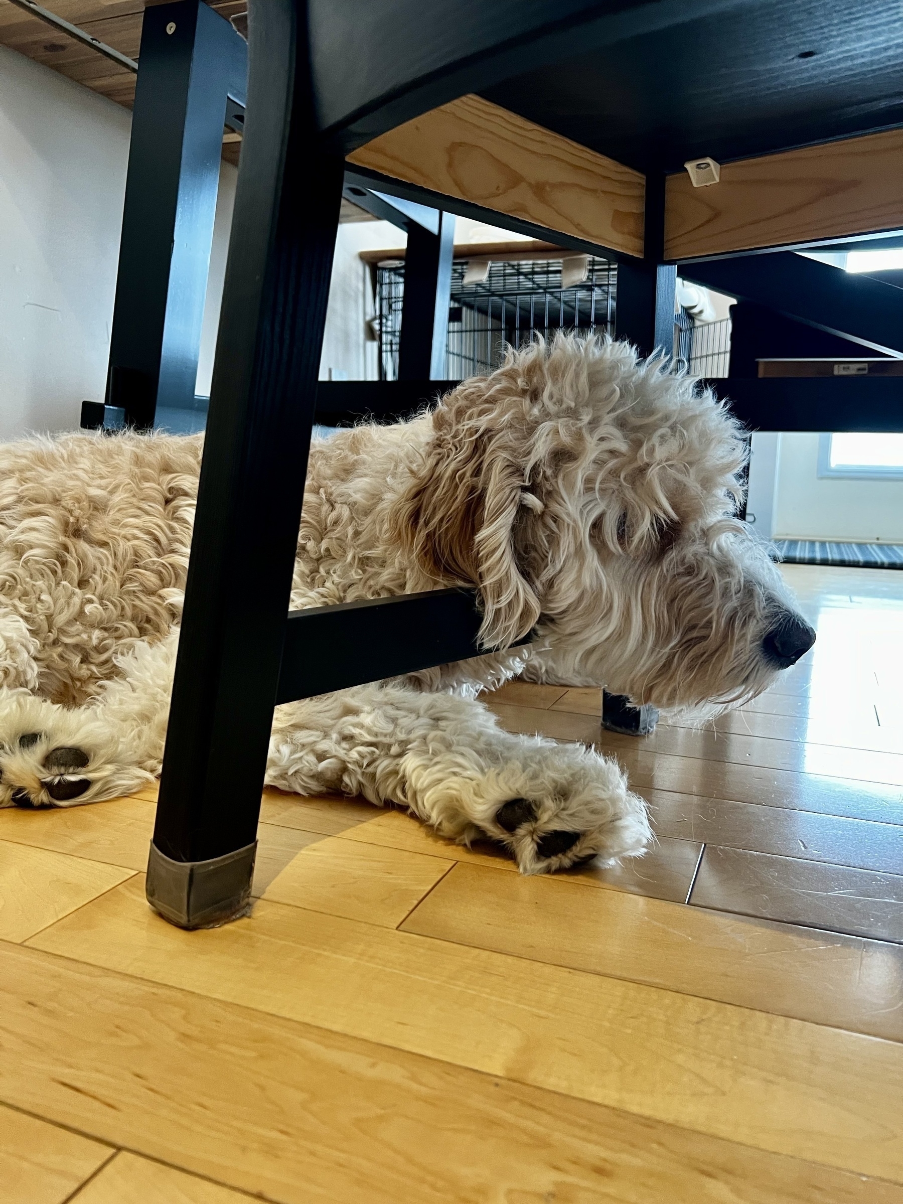Neville, a golden doodle puppy, laying on the floor with his head resting on the bottom of a chair cross beam. 