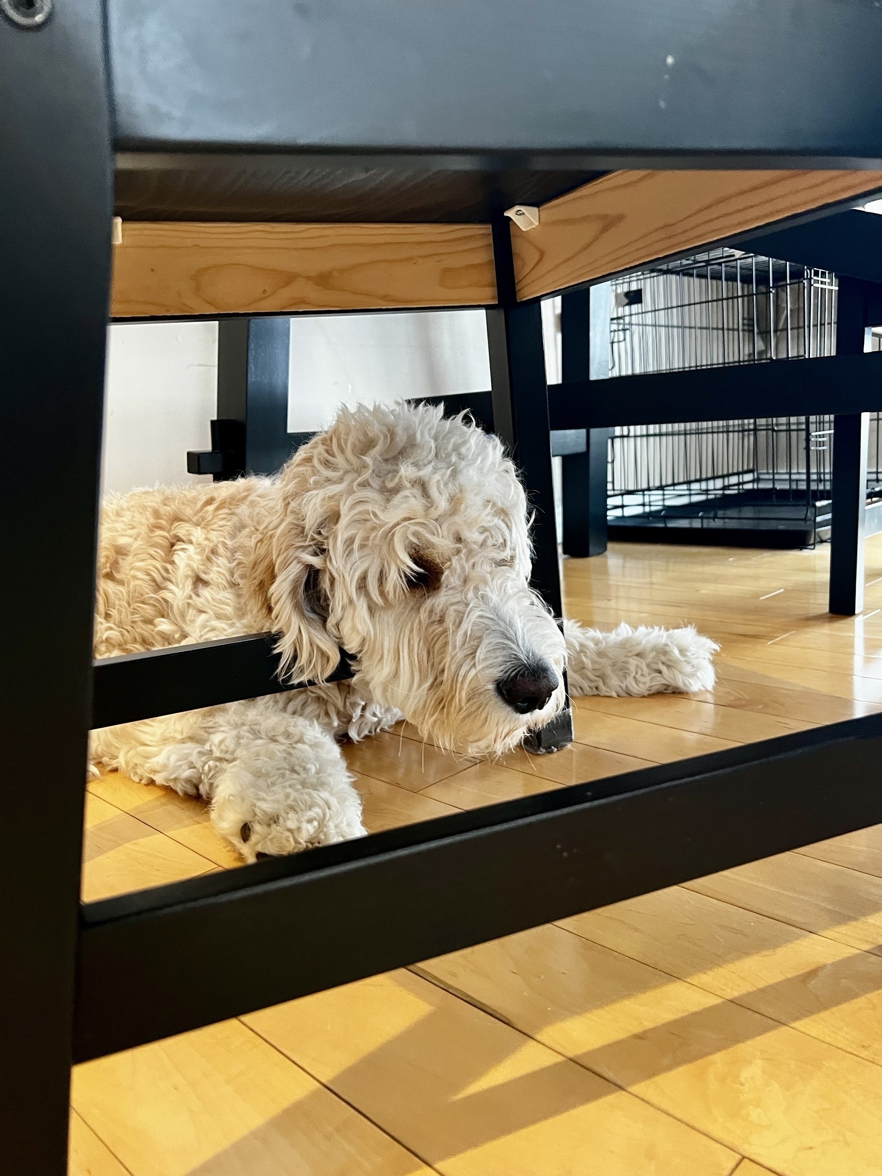 Neville, a golden doodle puppy, laying on the floor with his head resting on the bottom of a chair cross beam. 